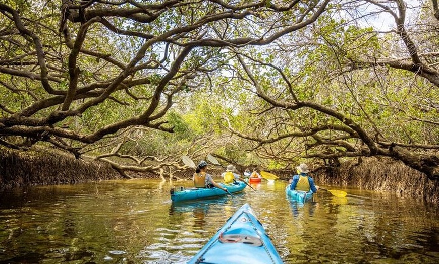 Image 5: Adelaide Dolphin Sanctuary and Ships Graveyard Kayak Tour