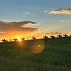 Image 1: Hunter Valley Sunset Horse Ride - 90 Minutes