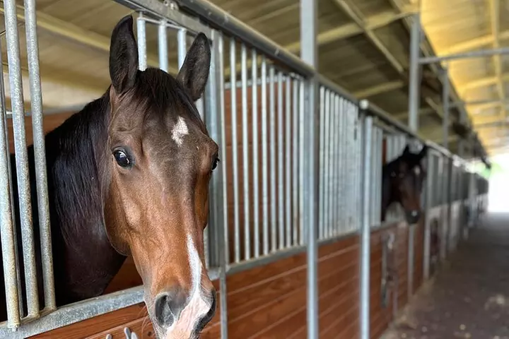 Horseback Riding in Miami