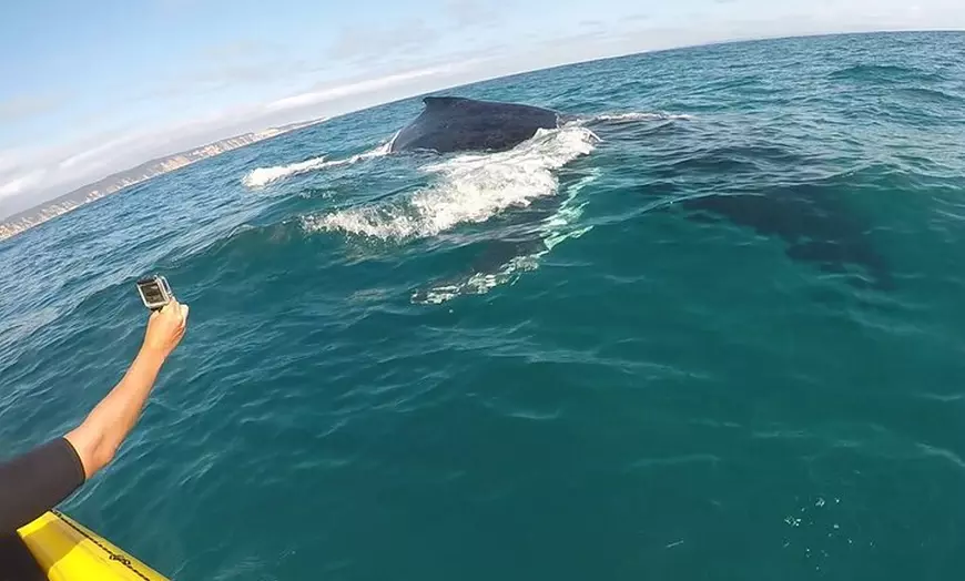 Image 8: Whale Watching Ocean Kayak Tour