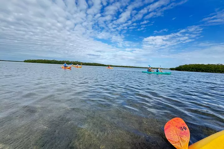 Exclusive Kayak Expedition: Exploring the Mangroves to Shell Key