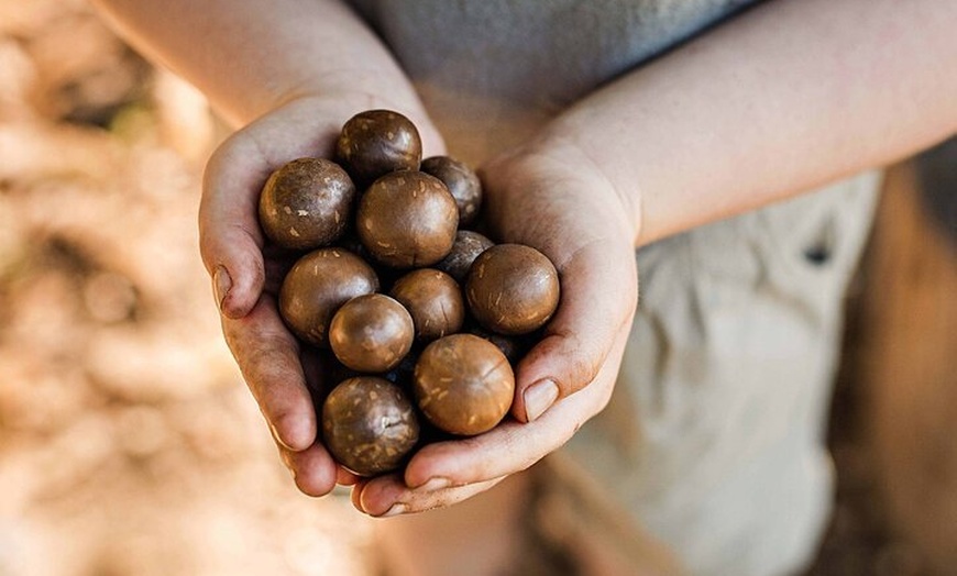 Image 4: Macadamias Australia Orchard Tour in Bundaberg