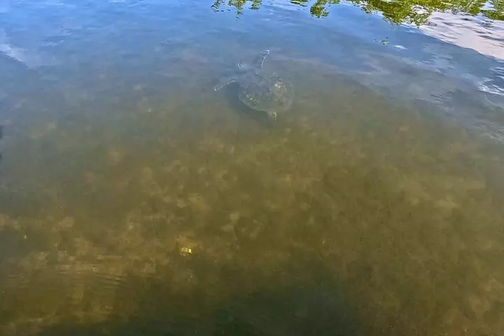 Fort Lauderdale: Kayak/SUP on Mangroves w/ Snacks & Drinks