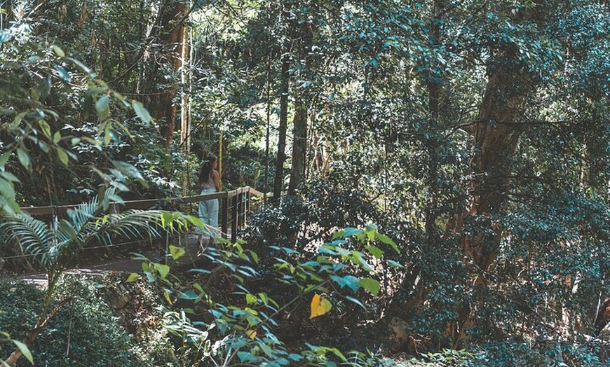 Image 12: Springbrook andTamborine Rainforest Tour Incl Natural Bridge and Gl...