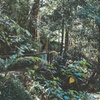 Image 12: Springbrook andTamborine Rainforest Tour Incl Natural Bridge and Gl...