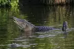 Miami: Everglades Airboat Adventure Tour + Biscayne - Second Medium
