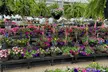 $25 For $50 Towards plants - Second Medium