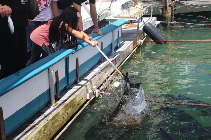 Giant Tarpon Fish Feeding Experience in Bayside Marketplace