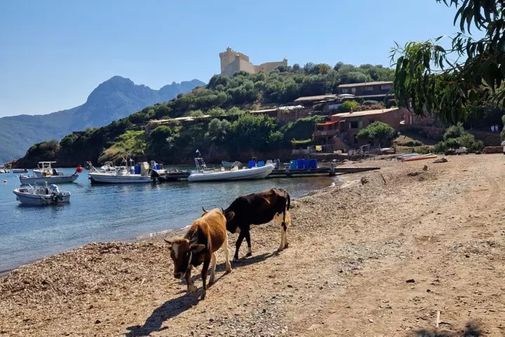 De Sagone/Cargèse: Scandola Girolata Calanques Piana Snorkeling