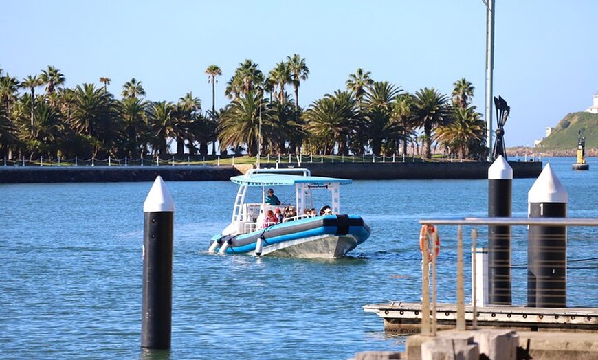 Image 33: Humpback Whale Encounter Tour from Newcastle
