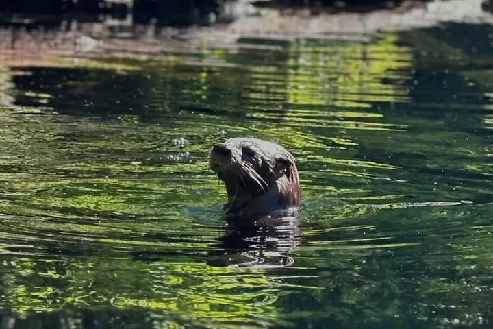 Glass Bottom Kayak Tours of Silver Springs