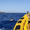 Image 5: Avistamiento de Delfines y Baño en Playa de Papagayo Lanzarote