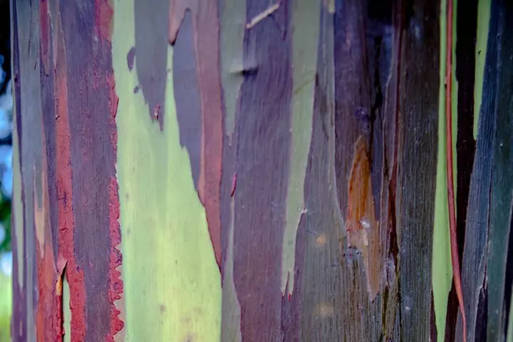 Maui: Road to Hana Adventure with Farm to Table Lunch