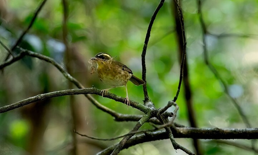 Image 3: Sea Acres National Park: Sea Acres Aboriginal Coastal Tour