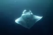 Manta Ray Night Snorkel Adventure in Kona - Second Medium