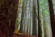 Private Redwood Forest Hiking Tour - Second Medium