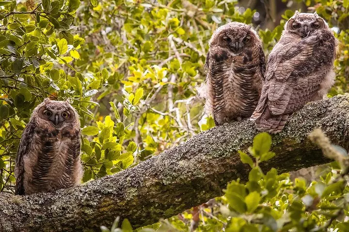 Golden Gate Park Twilight Wildlife Walking Tour - Second Medium