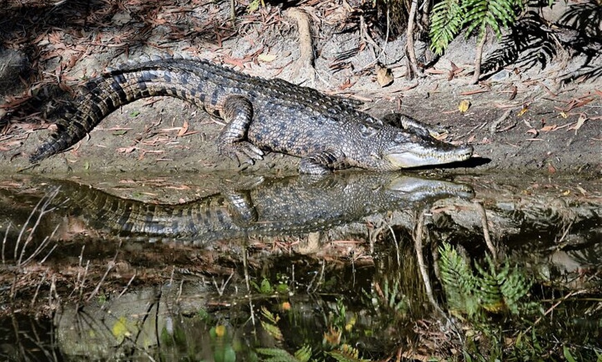 Image 3: Cairns Cruise Ship Shore Excursion Crocodile and Wildlife Park