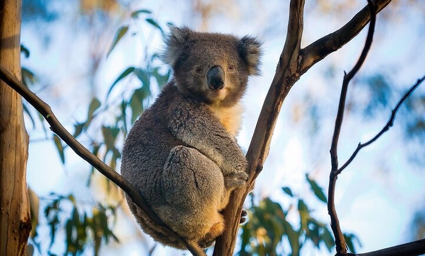 Image 18: Great Ocean Road Tour Reverse –SML GRP-DLUX Mini Bus Hotel Pickup