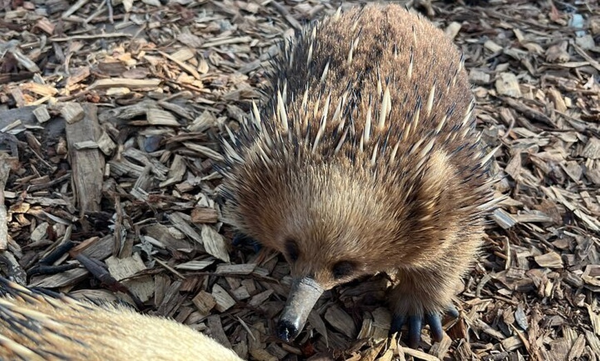 Image 6: Tasmanian Wildlife and Mountain Shore Excursion