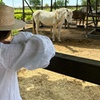 Image 9: Ibiza: Experiencia privada de naturaleza a caballo