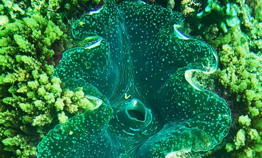 Image 2: Private Catamaran Charter to Low Isles with Snorkelling and Lunch