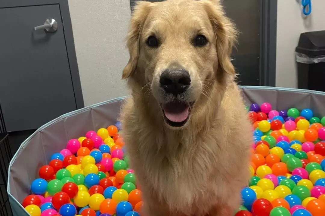 $70 For A Weekly Wellness Daycare (Reg. $140) (New Clients Only)