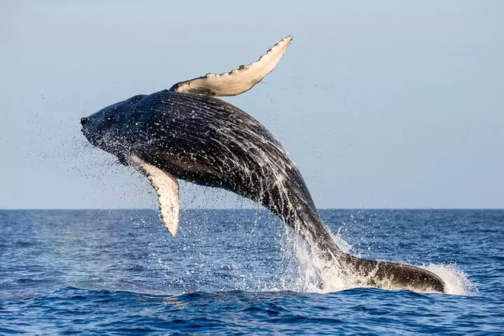 2 Hour Whale Watching Experience in Maui - Primary Image