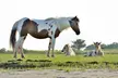 Private Boat Tours of Chincoteague & Assateague - Wild Ponies - Second Medium