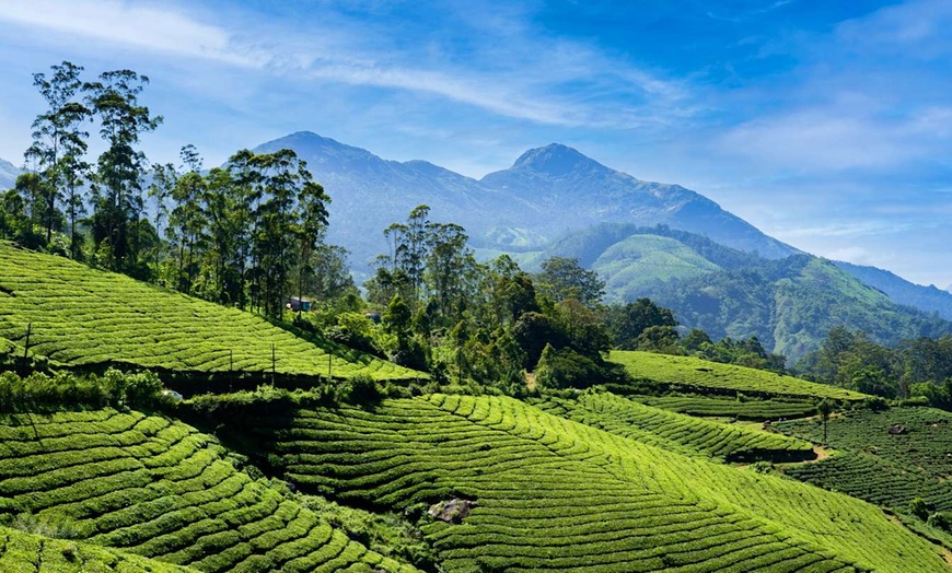 Image 7: ✈ INDIA | Kochi - Il Kerala autentico 5* - Tour