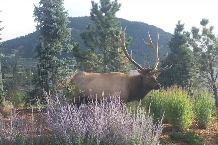 Rocky Mountain National Park in Summer Tour from Denver
