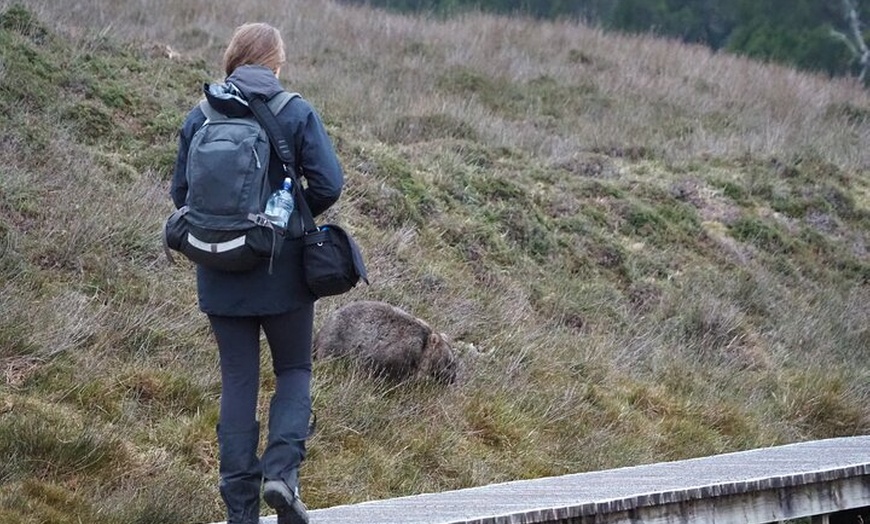 Image 29: 5-Day Best of Tasmania Tour from Hobart