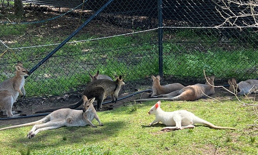 Image 15: South Coast Private Tour & Royal National Park Inc