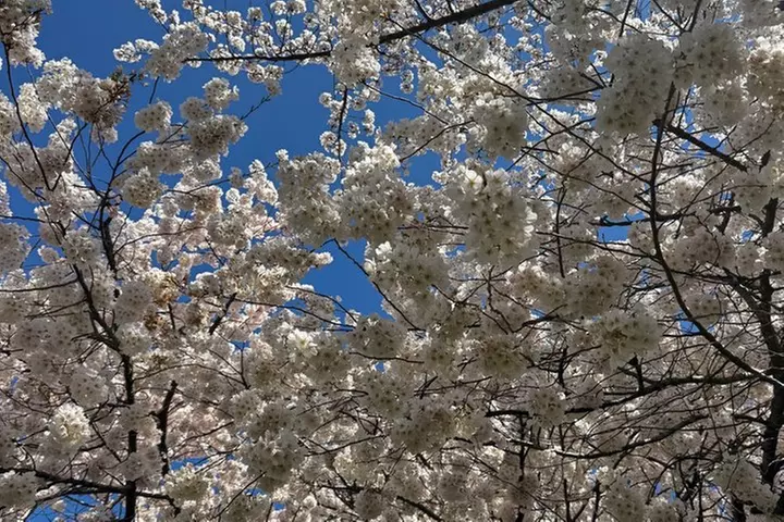 Small Group Washington DC Tour with Changing of the Guard