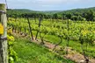 $21 For A Portfolio Wine Tasting for 2 People (Reg $42.) - Second Medium