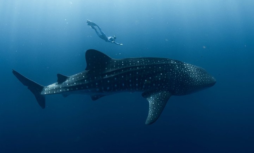 Image 3: Swim with Whale Sharks in the Ningaloo Reef: 3 Island Shark Dive