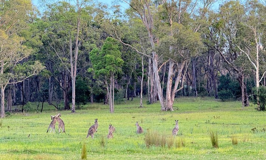 Image 6: Intimate Blue Mountains Wild Kangaroos & Sunset for Nature Lovers