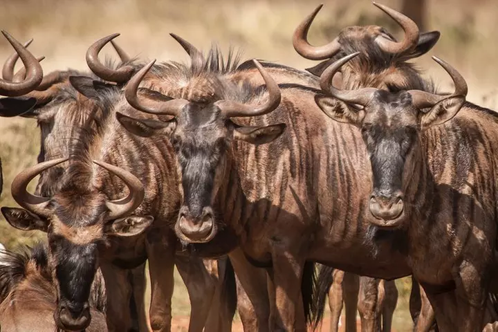 Tanzania safari 1- Day - ARUSHA NATIONAL PARK VISIT - Primary Image