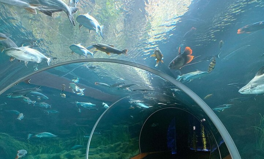 Image 9: Acuario Poema del Mar y Bus TUI Paquete