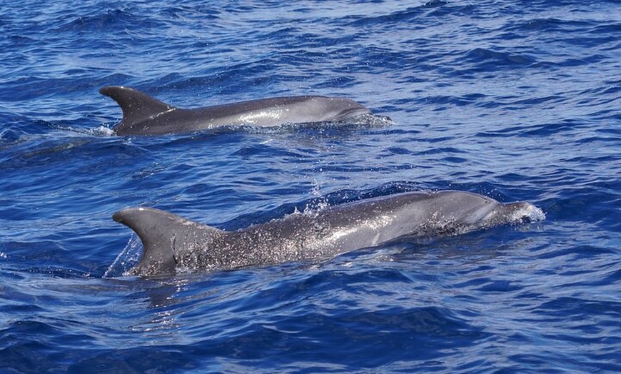 Image 8: Observación de delfines en un pequeño grupo en un barco híbrido sil...