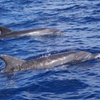 Image 8: Observación de delfines en un pequeño grupo en un barco híbrido sil...