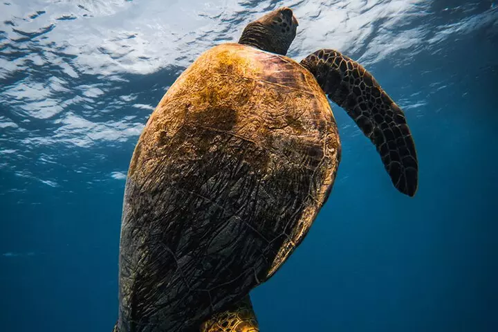 Moana's Waikīkī Grand Guided Turtle Snorkel & Sailing Adventure