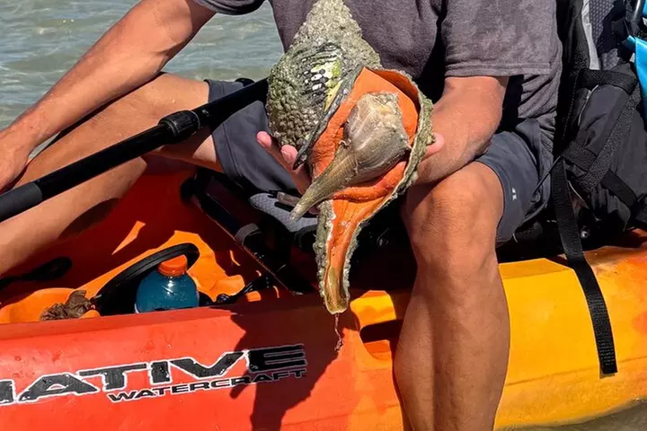 Exclusive Kayak Expedition: Exploring the Mangroves to Shell Key