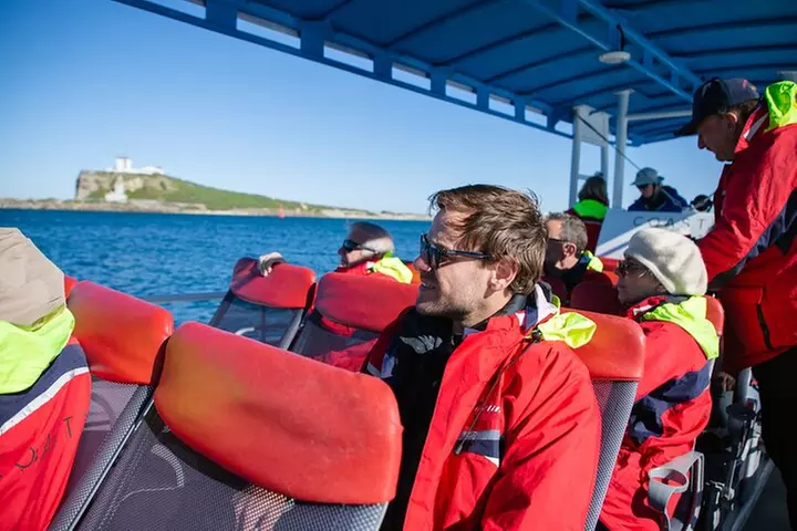 Humpback Whale Encounter Tour from Newcastle