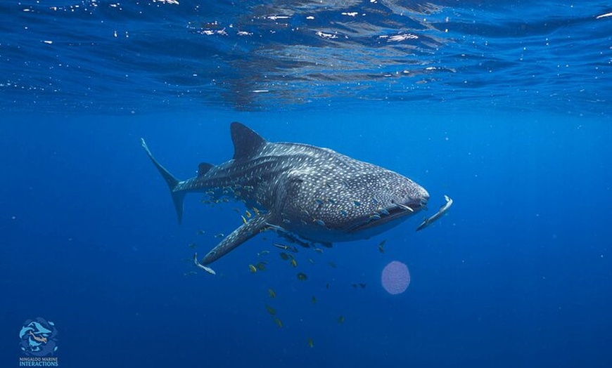 Image 3: Snorkel with Giants at Ningaloo Reef