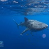 Image 3: Snorkel with Giants at Ningaloo Reef