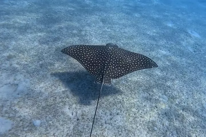 Experience Peanut Island Adventures with Go Pro