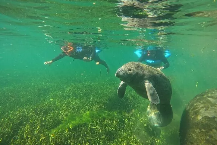 All-Inclusive Small Group Manatee Swim with Free Photos