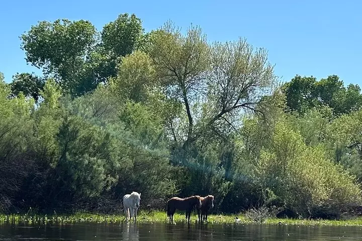 Lower Salt River Guided Kayak Tours