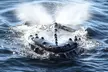 San Diego Whale/Dolphin Watching Cruise Aboard Luxury Vessel - Second Medium